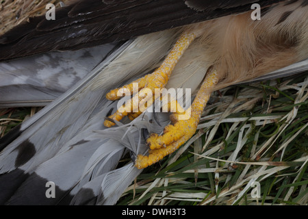 Les serres d'un Faucon crécerelle (Falco tinnunculus). Banque D'Images
