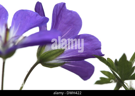 Geranium sylvaticum (bois ou géranium sanguin geranium forestiers) floraison fleurs sont dans un pré en été. Banque D'Images