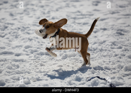 Un brun et blanc 5 mois beagle puppy jouer dans la neige. Banque D'Images