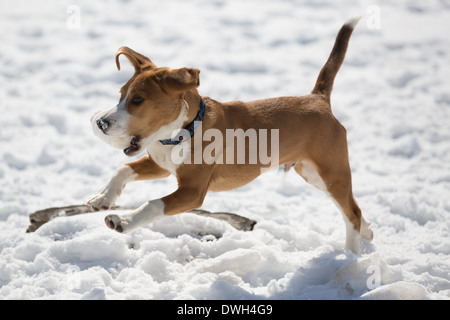 Un brun et blanc 5 mois beagle puppy jouer dans la neige. Banque D'Images