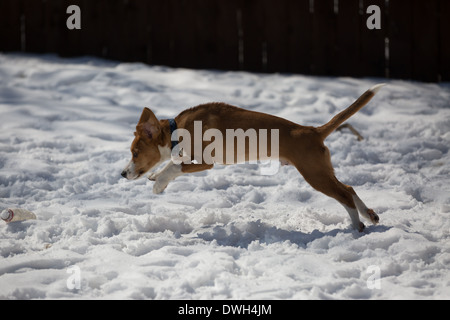 Un brun et blanc 5 mois beagle puppy jouer dans la neige. Banque D'Images