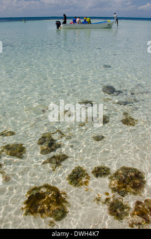 Belize, district de Stann Creek. Caye du sud (UNESCO), 12-acre île tropicale dans la mer des Caraïbes. Banque D'Images