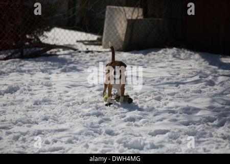 Un brun et blanc 5 mois beagle puppy jouer dans la neige. Banque D'Images