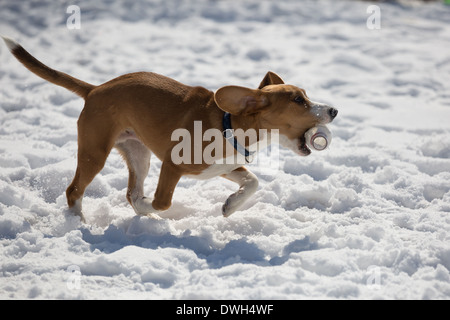 Un brun et blanc 5 mois beagle puppy jouer dans la neige. Banque D'Images