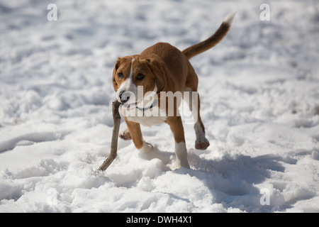 Un brun et blanc 5 mois beagle puppy jouer dans la neige. Banque D'Images