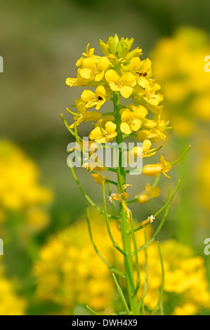 Le cresson d'hiver commune, Amer Wintercress, Bittercress, Herb Barbara, hiver ou fusée fusée jaune (Barbarea vulgaris) Banque D'Images