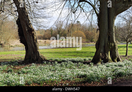 Profusion de perce-neige dans une clairière des bois avec deux arbres de chêne et d'un ruisseau Banque D'Images