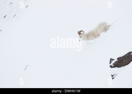 Dall Ovis dalli portrait en hiver à col Atigun, Dalton Highway, en Alaska, en octobre. Banque D'Images