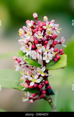 Skimmia japonica Skimmia (japonais) Banque D'Images