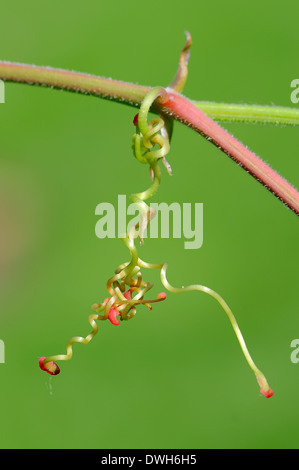 Virginia creeper, Woodbine, américain ou Ivy Ivy à cinq feuilles (Parthenocissus quinquefolia), les disques virtuels Banque D'Images