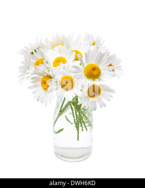Bouquet de fleurs sauvages de marguerites oxeye isolé sur fond blanc Banque D'Images