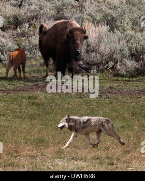 Loup gris La chasse au bison avec bébé Parc National de Yellowstone au Wyoming Banque D'Images