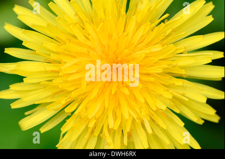Le pissenlit (Taraxacum officinale), Nordrhein-Westfalen, Allemagne Banque D'Images