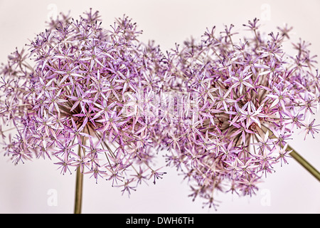 Gros plan macro de fleurs roses et mauves fleurs oignon Banque D'Images