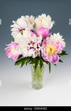 Bouquet de fleurs de pivoine rose et blanc sur fond gris, studio shot Banque D'Images