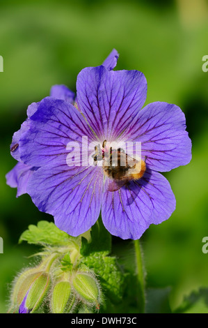 Bumble-Bee (Bombus spec.) sur Prairie géranium sanguin (Geranium pratense), Nordrhein-Westfalen, Allemagne Banque D'Images