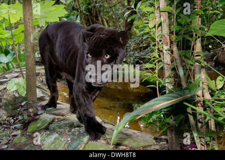 Le Belize, district de Belize, Belize City, Belize City Zoo. Panthère noire (captive). Banque D'Images