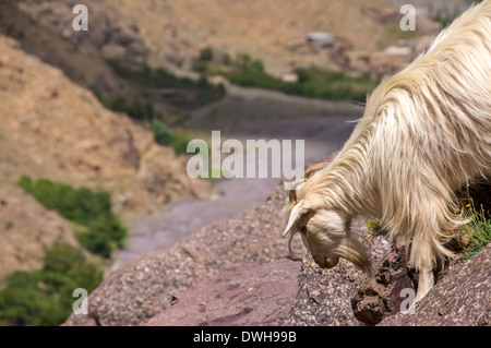 Une chèvre de montagne dans le parc national de Toubkal dans le Haut Atlas du Maroc Banque D'Images