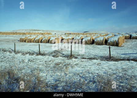 Ranch de bétail, mis en balles de paille, près de Cochrane, Alberta, Canada Banque D'Images