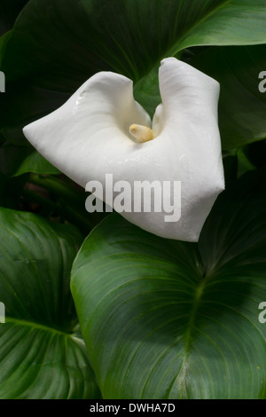 Calla blanc sur les feuilles vertes. Vertical image. Banque D'Images