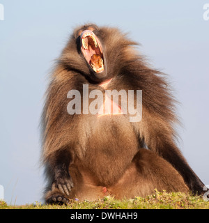 Babouin gelada Banque D'Images