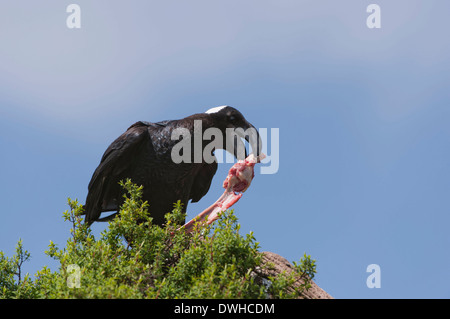 Thick-billed Raven Banque D'Images