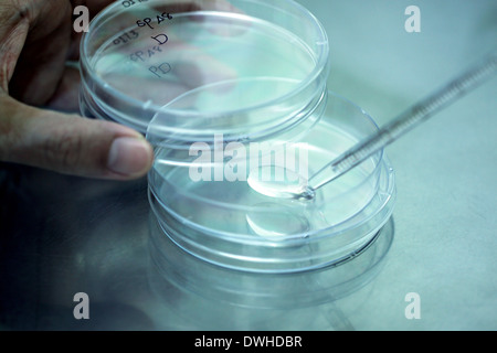 L'ajout d'eau liquide Pipette pour tubes à essai en laboratoire. Banque D'Images