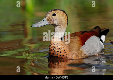 Ringed Teal (Callonetta leucophrys), Drake Banque D'Images