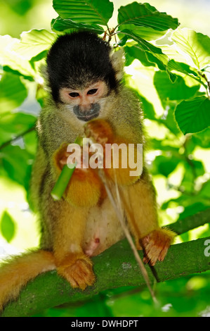 Singe-écureuil bolivien ou Black-capped singe écureuil (Saimiri boliviensis), homme Banque D'Images