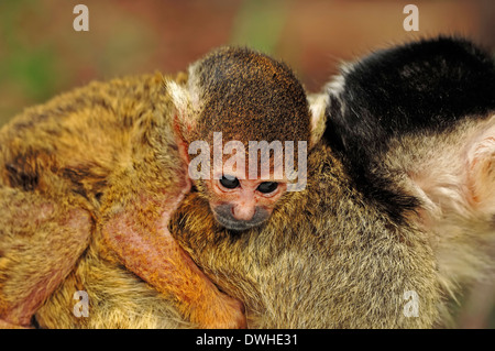 Singe-écureuil bolivien ou Black-capped singe écureuil (Saimiri boliviensis), juvénile Banque D'Images