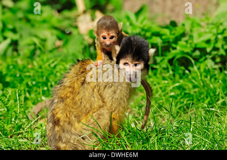 Singe-écureuil bolivien ou Black-capped singe écureuil (Saimiri boliviensis), femme avec de jeunes Banque D'Images