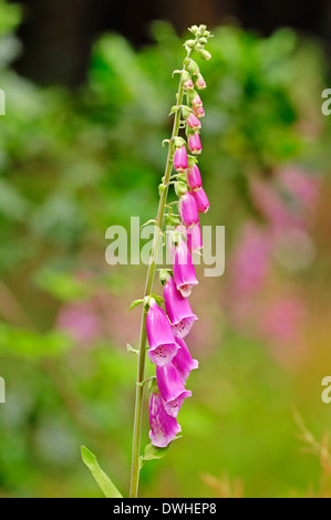 La digitale la digitale pourpre, commune, Lady's Glove ou doigt Flower (Digitalis purpurea), Pays-Bas Banque D'Images