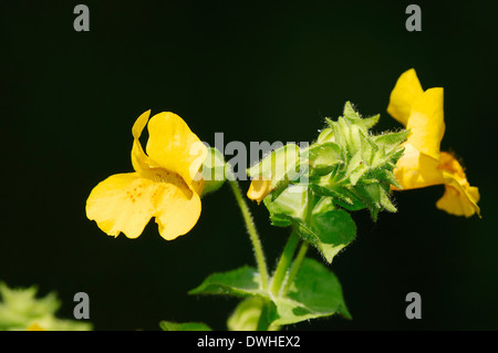 Monkey Flower commun, jaune Monkey Flower, Commun Monkeyflower ou Golden Monkey Flower (Mimulus guttatus) Banque D'Images