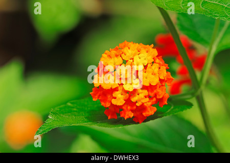 Lantana commun ou l'arbuste verveine (Lantana camara) Banque D'Images