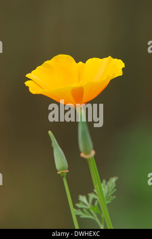 Pavot de californie Pavot de Californie, d'Or, la lumière du soleil, tasse d'Or (Eschscholzia californica) Banque D'Images