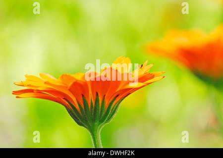 Souci officinal, jardin anglais, Jardin Marigold souci, de l'anglais Marigold ou Garden-Pot le souci (Calendula officinalis) Banque D'Images