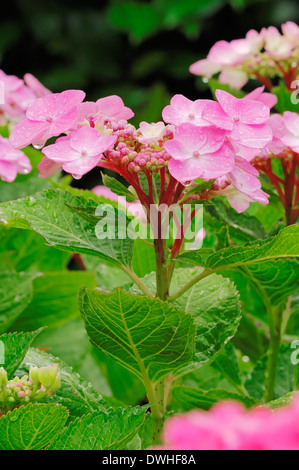 L'Hydrangea, Hortensia, Hydrangea Mophead français ou d'hortensia (Hydrangea macrophylla) Banque D'Images