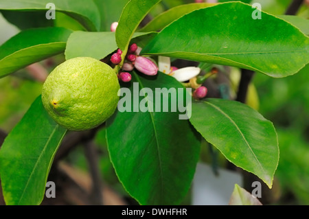Arbre généalogique sur citron (Citrus limon) Banque D'Images