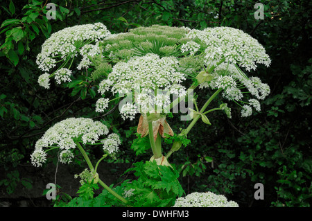 La berce du Caucase la berce laineuse géant, géant ou cow parsley (Heracleum mantegazzianum), Nordrhein-Westfalen, Allemagne Banque D'Images