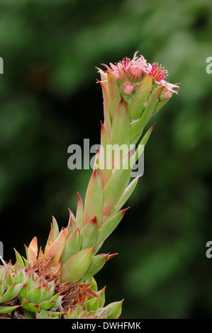 Houseleek commun ou de garçon-et-Poulets House Leek (Sempervivum tectorum, / Sedum tectorum) Banque D'Images