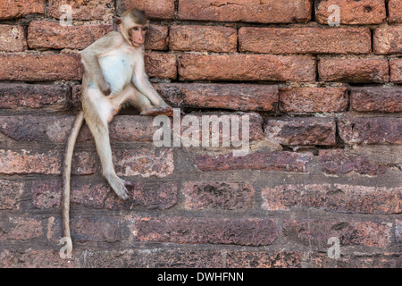 Singe assis sur le mur du temple Banque D'Images