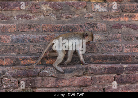 Monkey run sur le mur du temple Banque D'Images