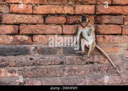 Singe assis sur le mur d'un temple Banque D'Images