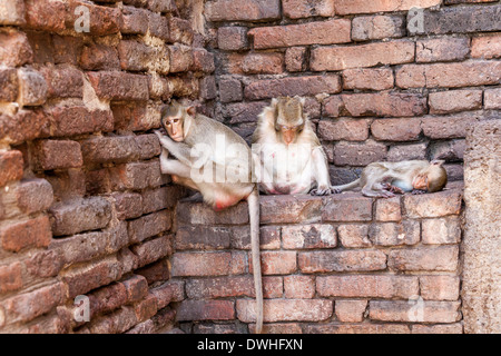 Singe sur le mur d'un temple Banque D'Images