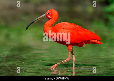 Ibis rouge (Eudocimus ruber) Banque D'Images