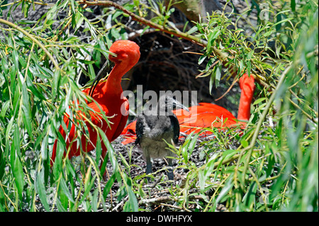 Ibis rouge (Eudocimus ruber) avec les jeunes dans le nid Banque D'Images