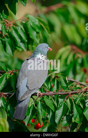 Bois commun pigeon (Columba palumbus), Nordrhein-Westfalen, Allemagne Banque D'Images