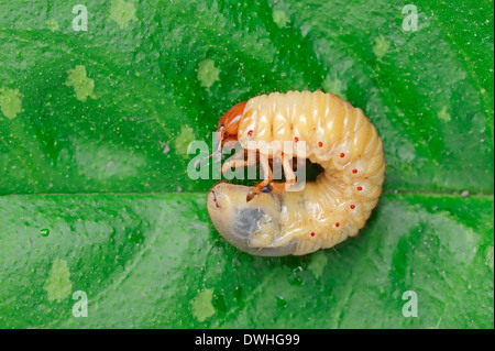 Catégorie : commun ou ne Bug (Melolontha melolontha), la larve, la Rhénanie du Nord-Westphalie, Allemagne Banque D'Images