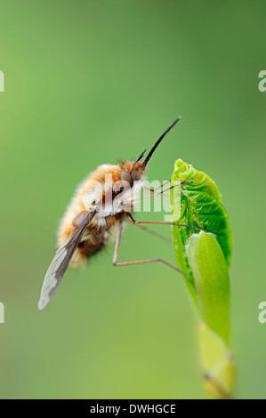 Plus Bee-Fly (Bombylius major), Nordrhein-Westfalen, Allemagne Banque D'Images