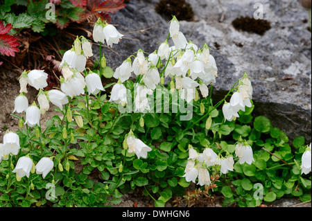 Bellflower nains, fées ou dés à coudre fée campanule (Campanula cochleariifolia var. alba) Banque D'Images